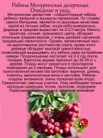 Рябина Мичуринская Десертная