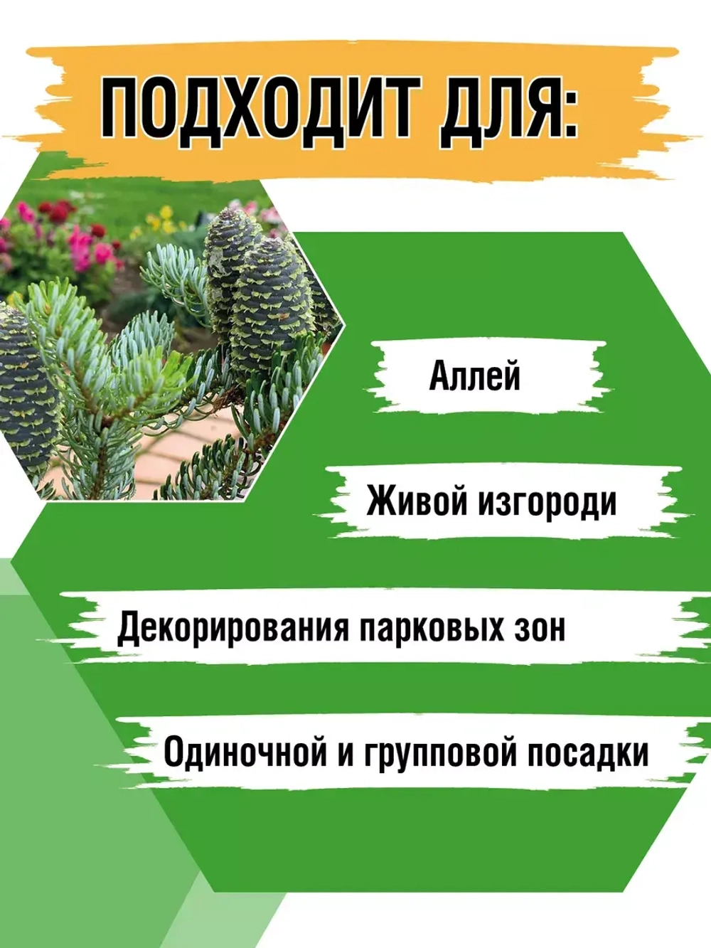Саженец Пихта корейская