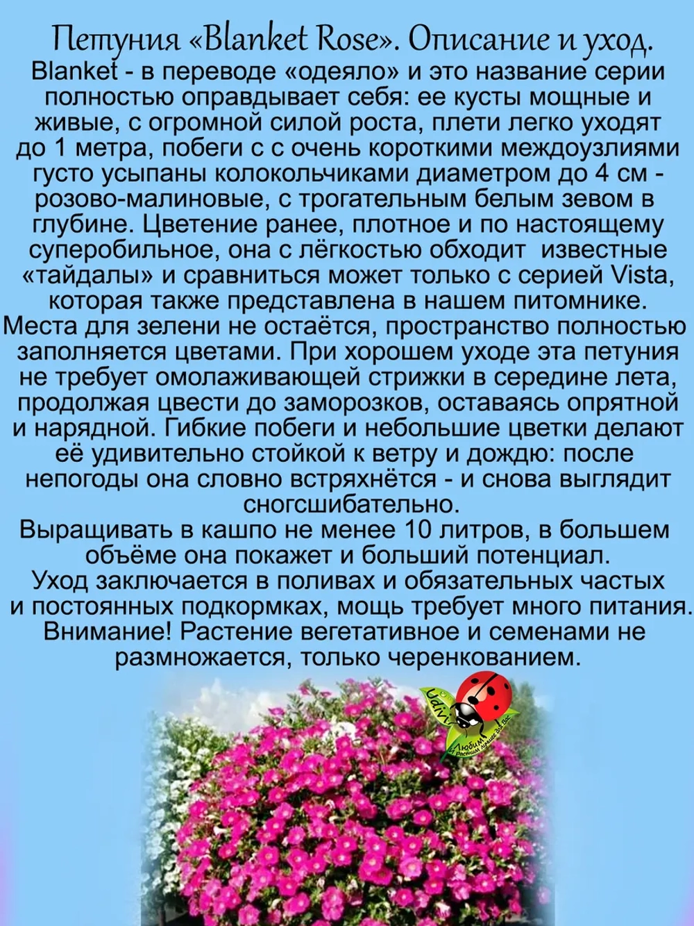 Петуния Бланкет Роуз