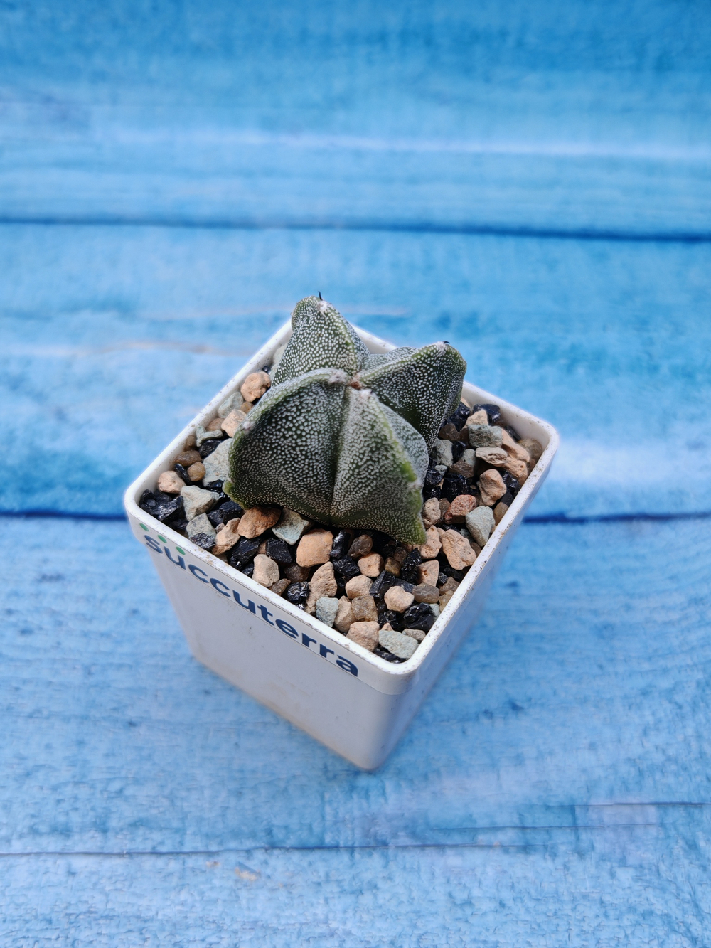 Astrophytum Myriostigma Quadricostatum (Астрофитум)