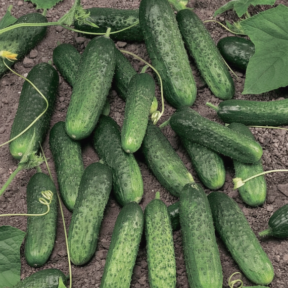 МЕРЕНГА F1 семена огурца (Seminis | Alexagro) – фото 6