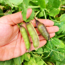 Снежный Пурпурный Императорский Горох - Snow Purple Imperial Peas