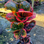 Кротон RIAK SAP