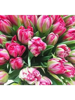 Тюльпаны пионовидные ,луковицы 12+ сорт COLUMBUS (3штуки)