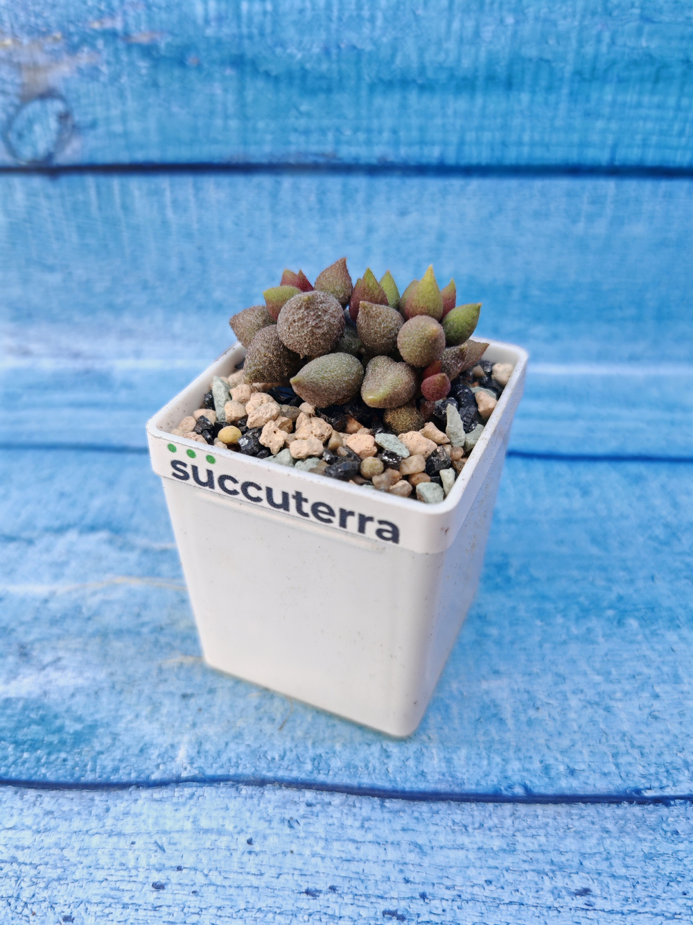 Adromischus Marianae Aubergine (Адромискус)