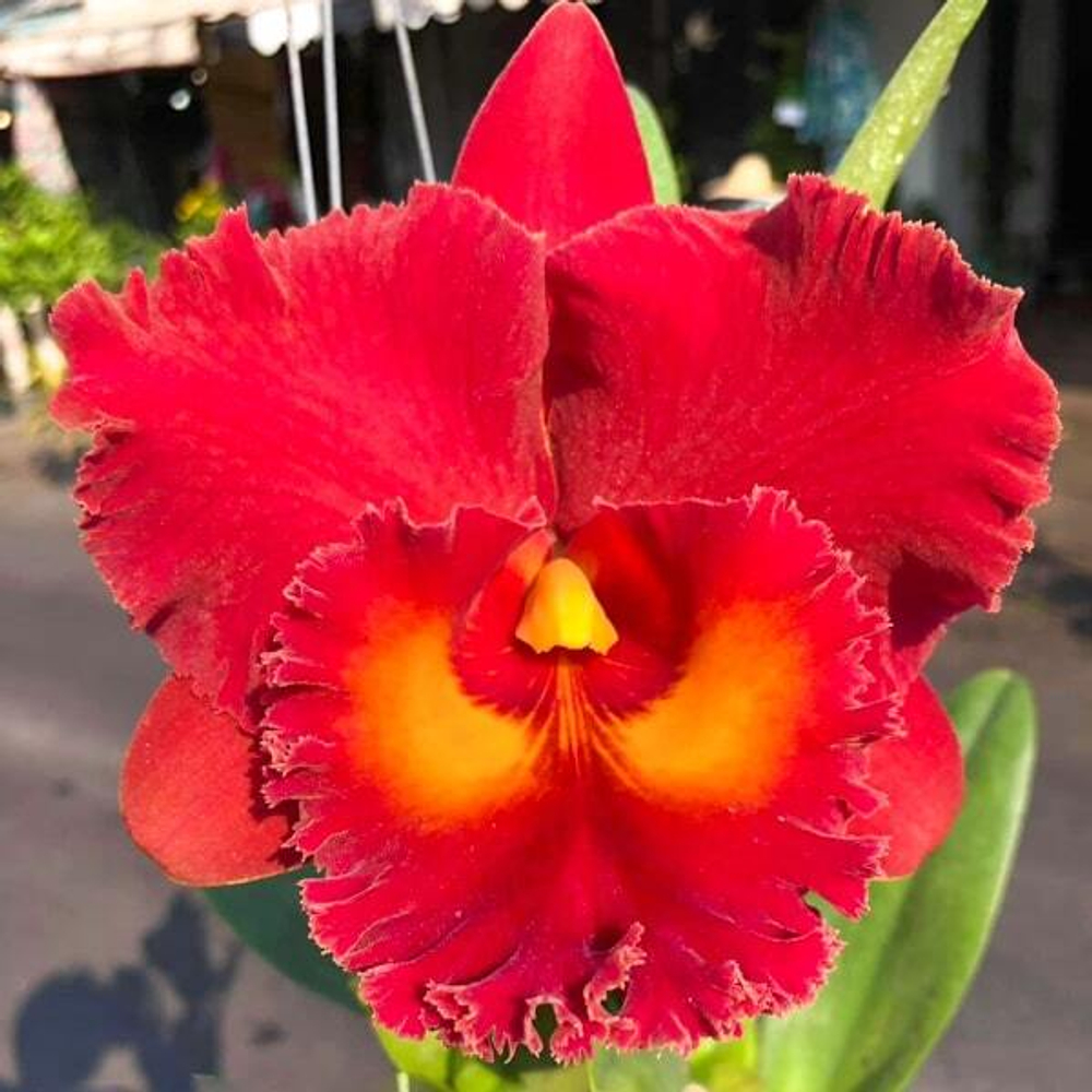 Орхидея ринхолелиокаттлея RLC. SIAM RED