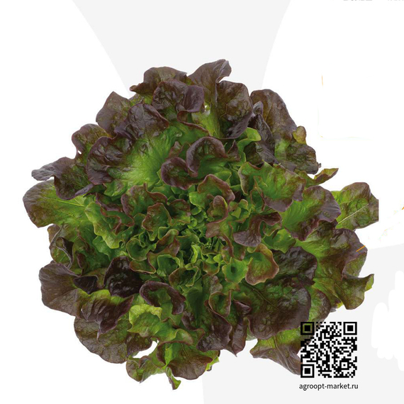 Мультиред_134_семена_салата_мультилиф_Nunhems_микс – фото 1