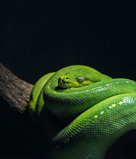 Snake, свеча Africa collection, Ladenac Milano