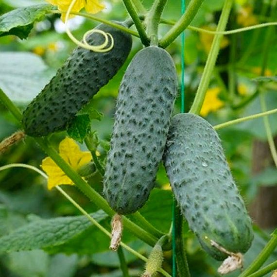 Меренга F1 семена огурца партенокарпического (Seminis /ALEXAGRO) культура