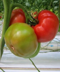 Старбак F1 семена томата индетерминантного (De Ruiter Seeds / Де Ройтер Сидс)