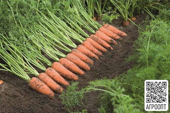 КАСКАД F1 семена моркови (Bejo | Alexagro) – фото 2