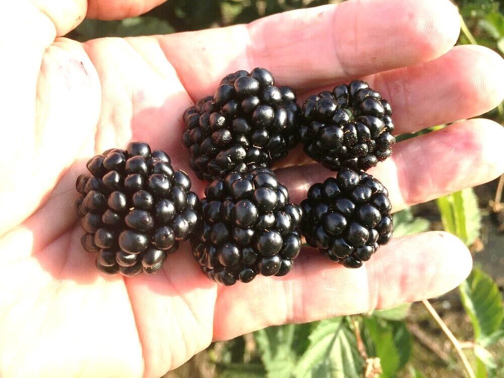 Ежевика Понка