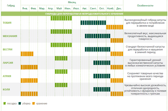 КОЛЯ F1 семена капусты белокочанной Seminis характеристика