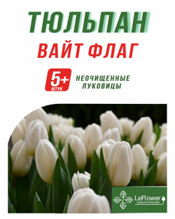 Тюльпан Луковица, Вайт Флаг, 5+шт
