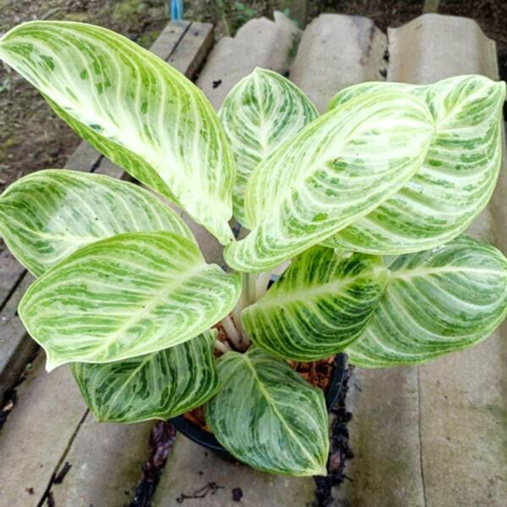 Аглаонема SEDTHEE ANGTHONG