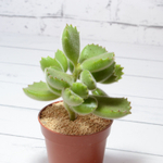 Cotyledon Tomentosa (Котиледон войлочный)