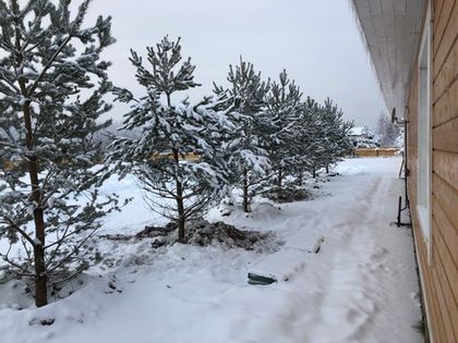 Вдоль Общественного центра «Романовского Парка» высажены сосны