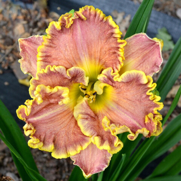 Лилейник Дарла Анита