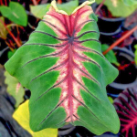 Колоказия ANGEL MASK