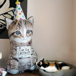 Фольгированный шар-фигура «Котенок в колпаке», 76 см/ 104 см, Китай/ США