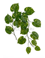 Потос Giant лиана дл-240 см 15 листов (Sensitive Botanic) 6/24 20.092235GY