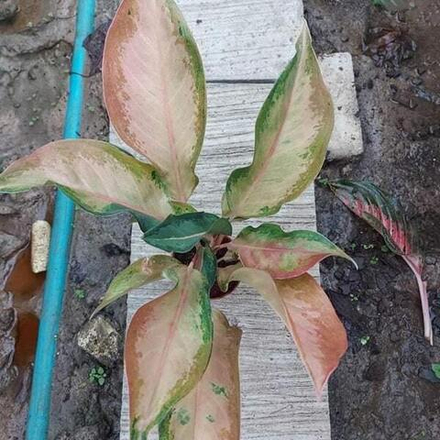 Аглаонема RATTANAKOSIN