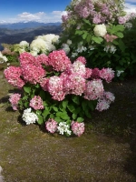 Гортензия метельчатая Пинки Промис