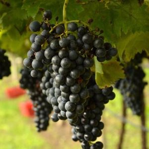 Марцемино, Мардземино (Marzemino) - красный сорт винограда