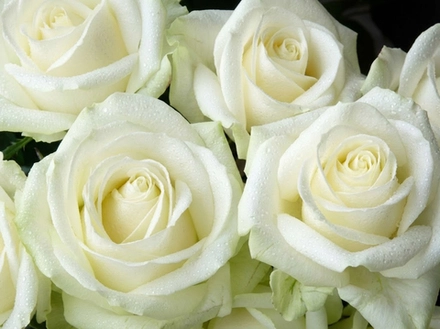 Роза чайно-гибридная «Аваланж»