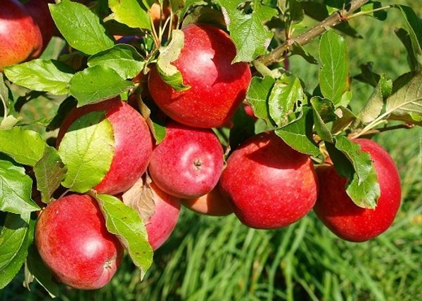 Купить саженцы яблони в Иркутске