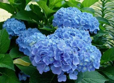 Форевер енд эвер блю (Forever & Ever blue) С2 Европа весна 2026 г