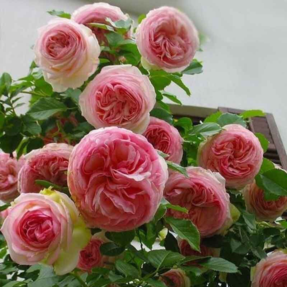 Роза плетистая Pierre de Ronsard/MEIviolin, Eden, Eden Rose 85, Eden Climber