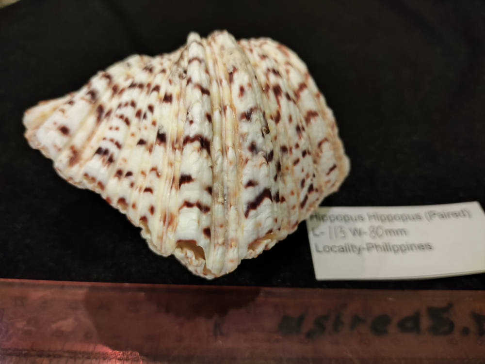 Хиппопус-Хиппопус "110-150-310 мм"