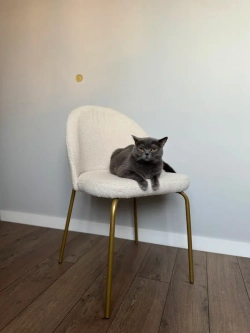 Мягкие стулья Букле со спинкой Золотые ножки Комплект2