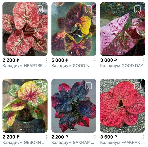 Предзаказ Каладиумы Таиланд, поставка S06 июнь 2026 Предзаказ Каладиумы Таиланд, поставка S06 июнь 2026