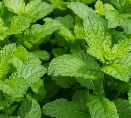 Мята сортовая Медовая сота в контейнере 0,5 л май