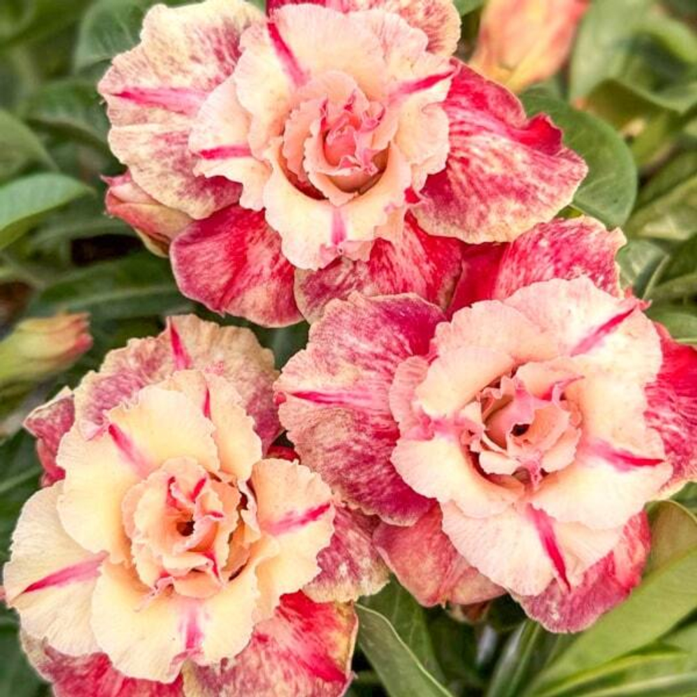 Адениум KN150