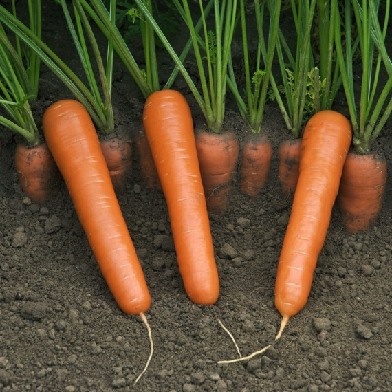 Эксельсо F1 семена моркови нантской продукт – фото 1