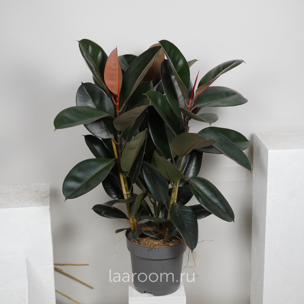 Фикус Эластика Абиджан 3 ств 27/110