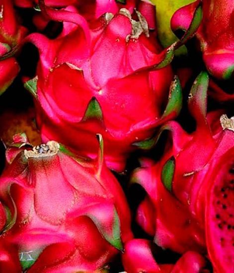 Ароматический диффузор Гранатовое дерево, Bago home