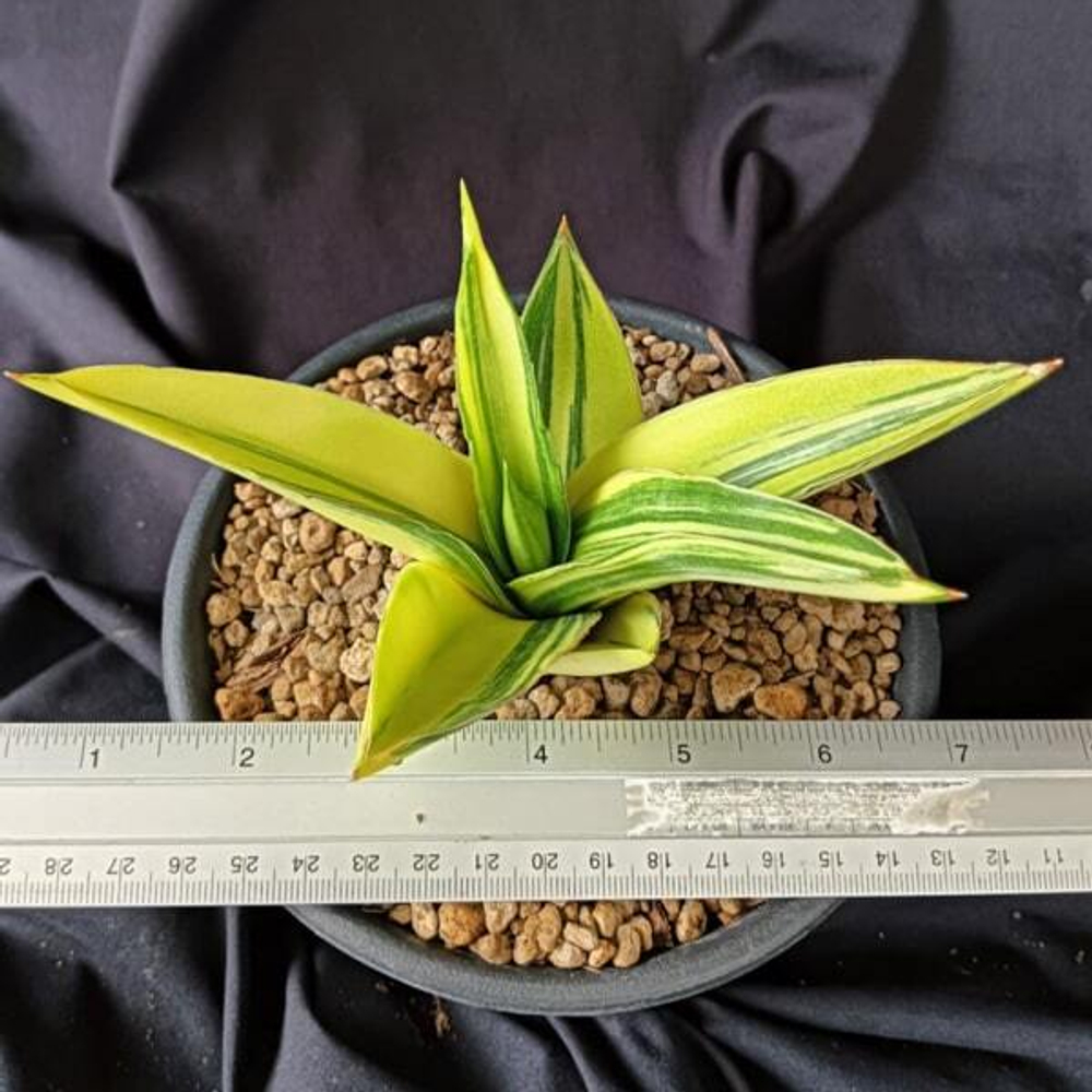 Сансевиерия SUNNY VAR