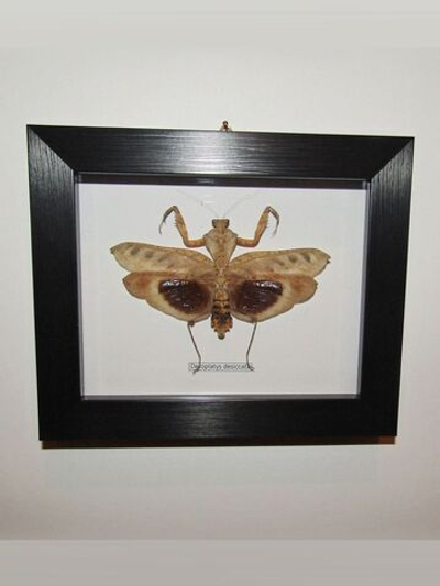 Богомол в рамке