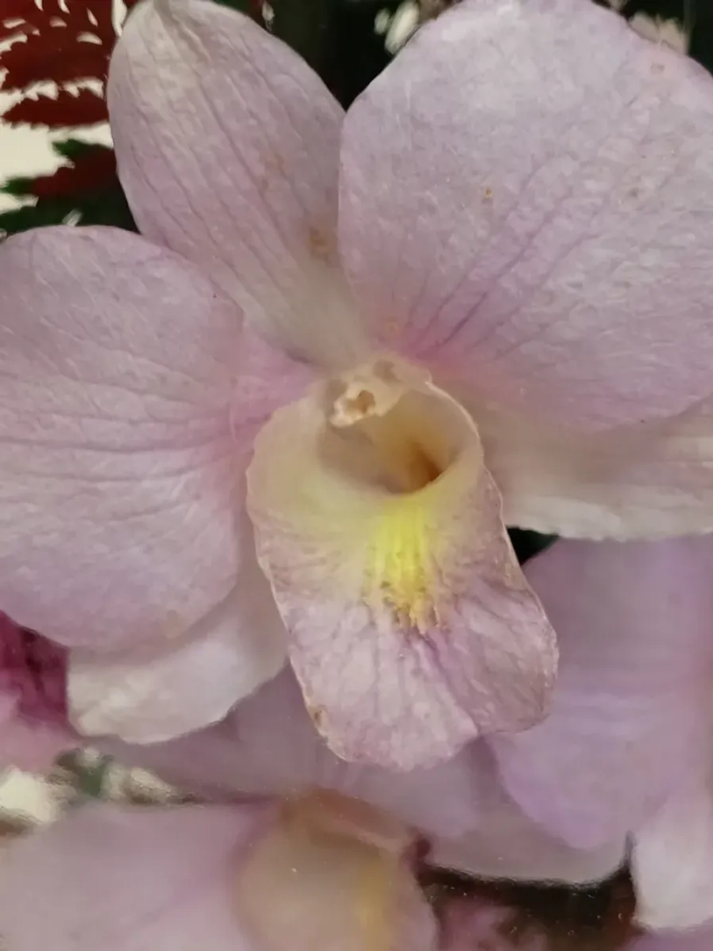 натуральные цветы в стекле, вакуум