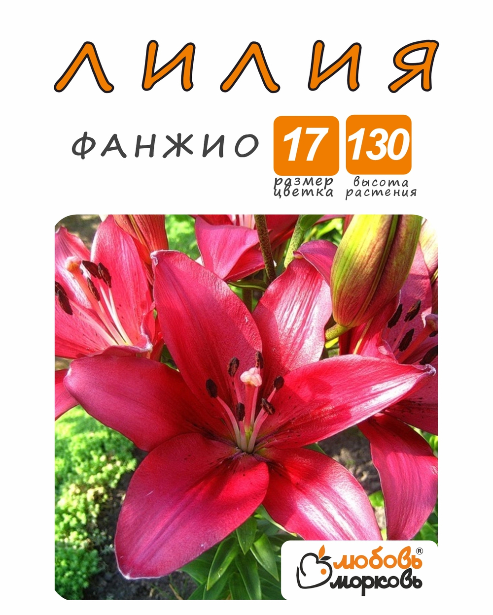 Лилия Луковица, Фанжио, разбор 18/20, 1шт