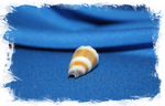 Морская раковина Conus muriculatus, Conus sugillatus