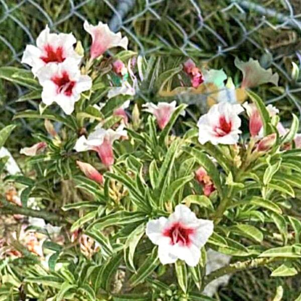 Адениум SNOWWHITE