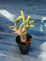 Adenium Baobab (Адениум)