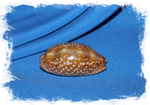 Ципрея цервинетта (Cypraea cervinetta)