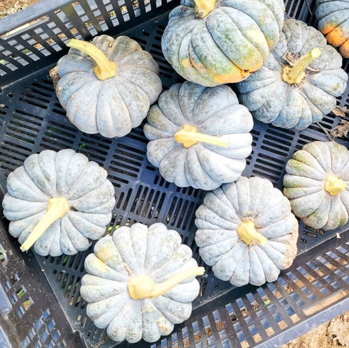 Японская Тыква Кабоча Хризантемка Кикудза - 菊座かぼちゃ
