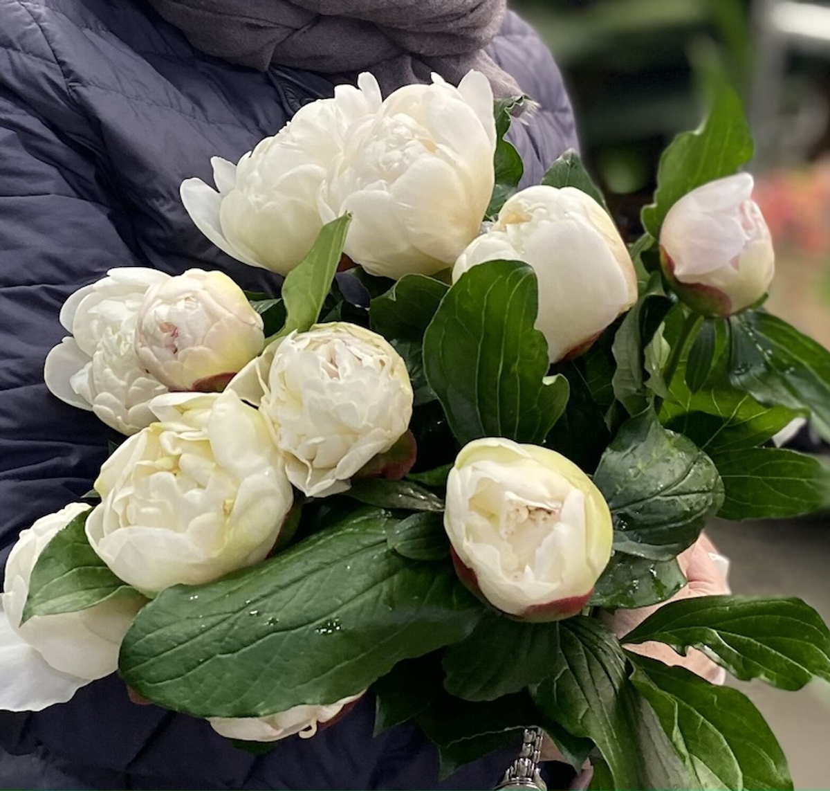 🌸♛ Фестива Максима (Festiva Maxima) — букет ароматных пионов — 8 марта у Феи